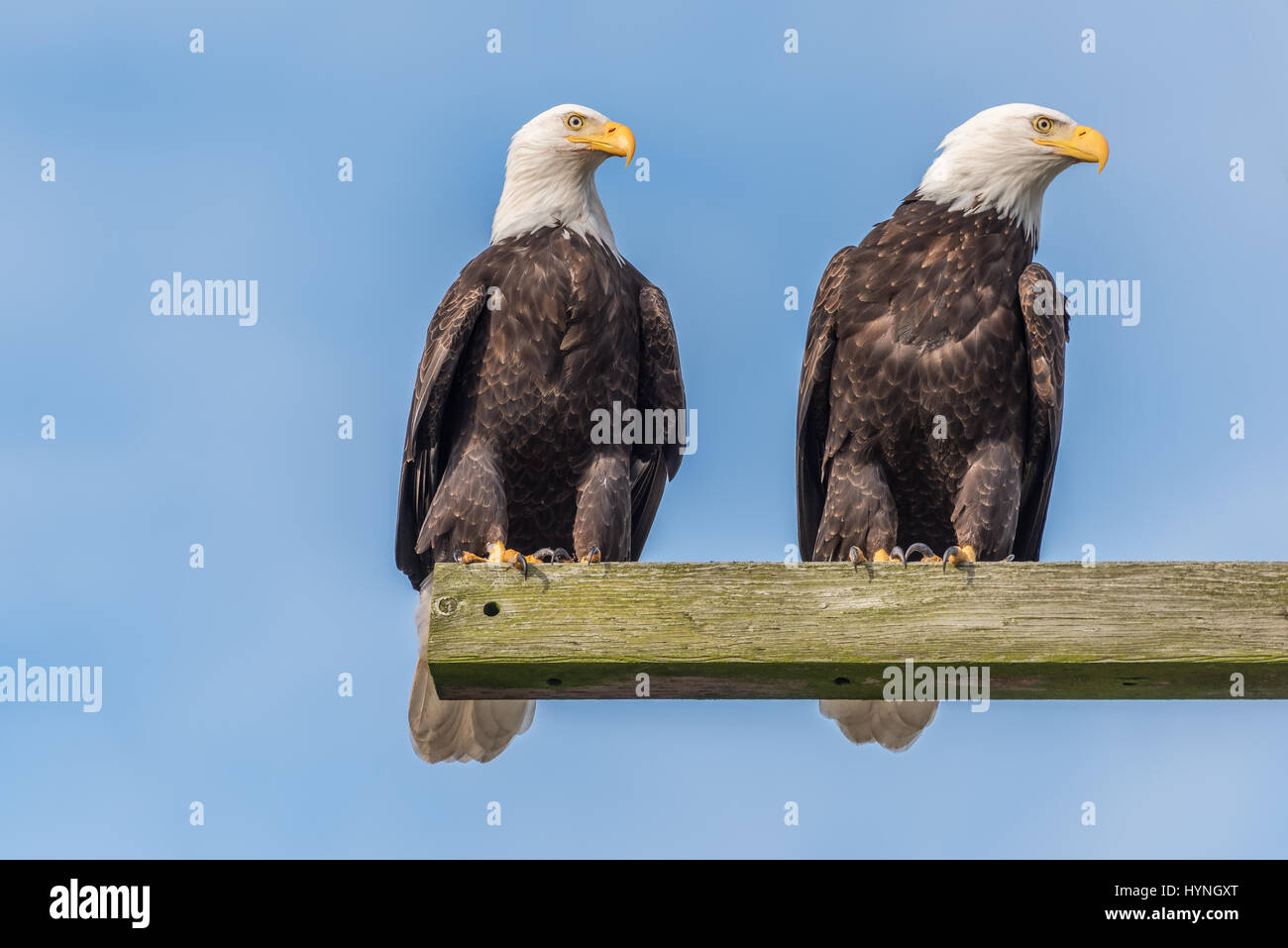 Pair of mature bald eagle watching while perched on a wooden telephone pole against a blue sky in the Skagit valley of Washington State Stock Photo