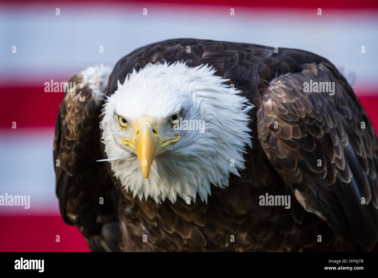 Close up of bald eagle staring into the camera in fornt of the red and white stripes of the American Flag Stock Photo