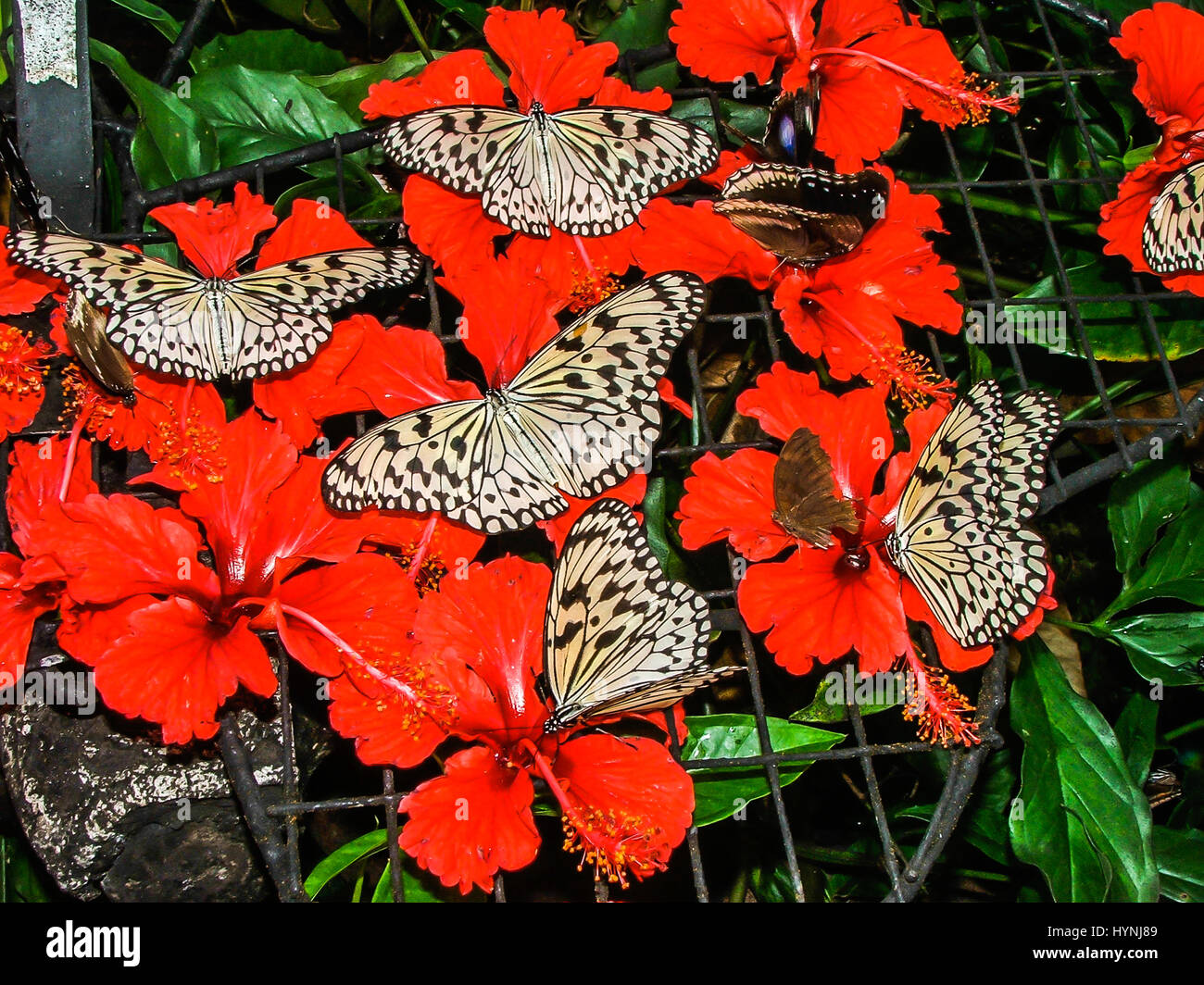 Butterflies group hires stock photography and images Alamy