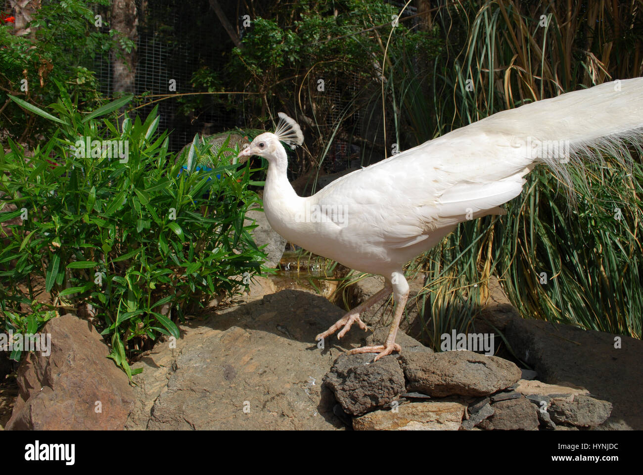 White peafowl (Pavo cristatus alba) male. Stock Photo