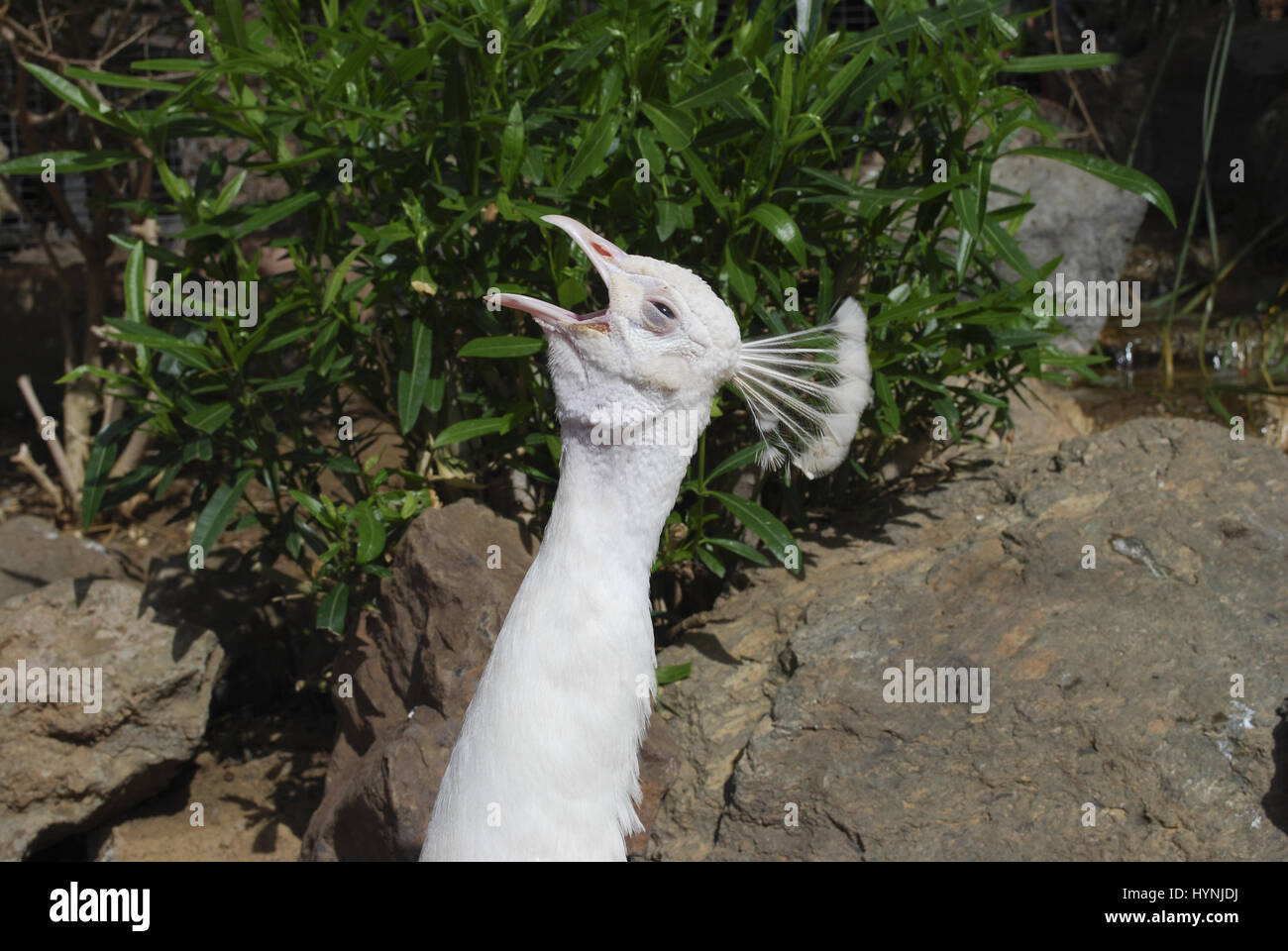 White peafowl (Pavo cristatus alba) male shouts. Stock Photo