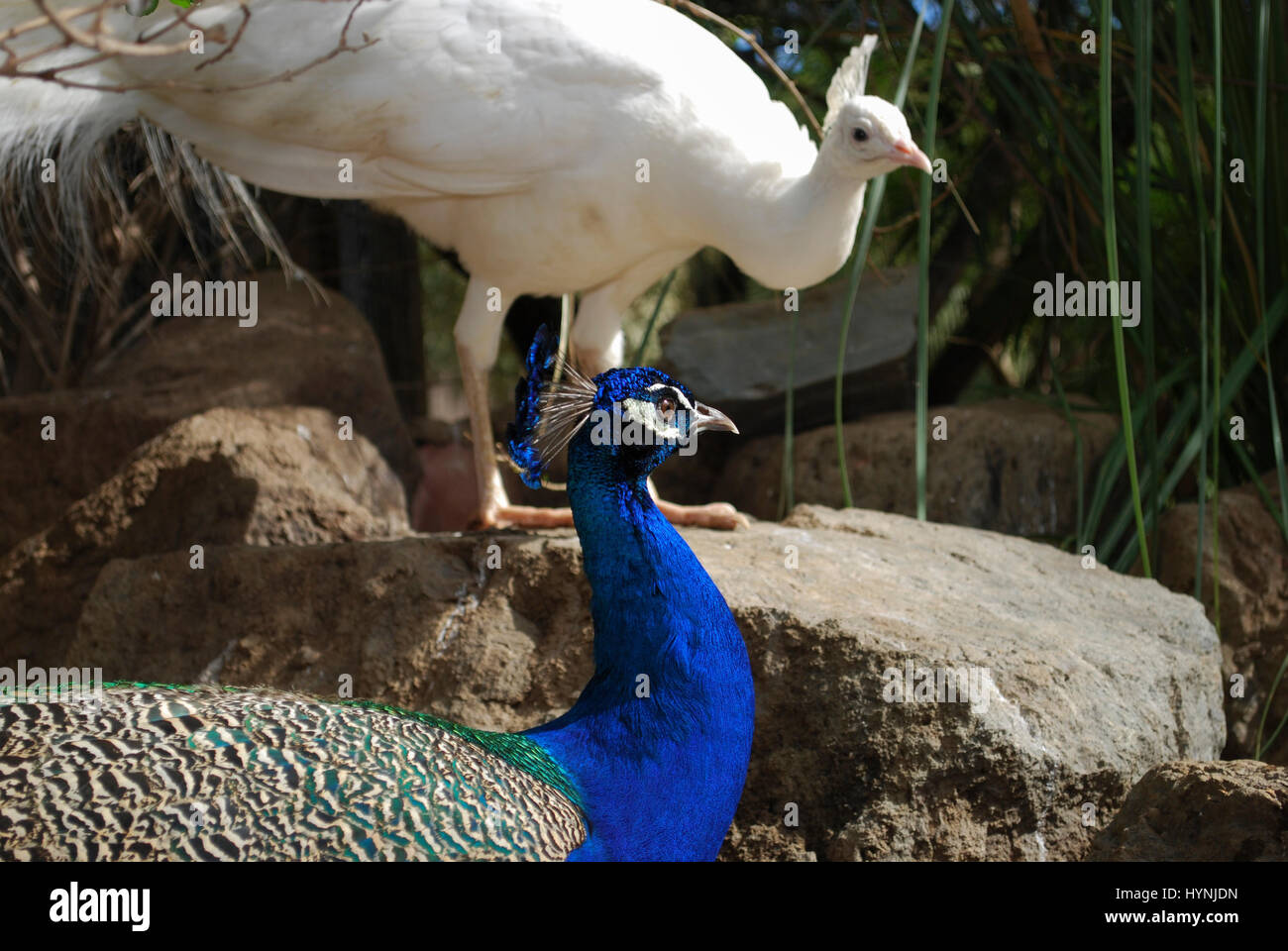 Indian peafowl or blue peafowl (Pavo cristatus) male on the White peafowl (Pavo cristatus alba) background. Stock Photo