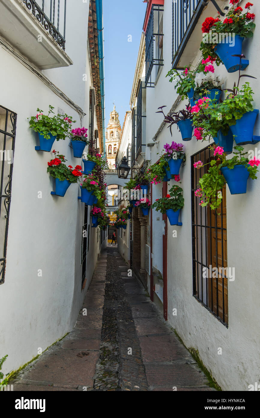 Calleja de las Flores in Cordoba, Spain famous street with hanging flowers  Stock Photo - Alamy