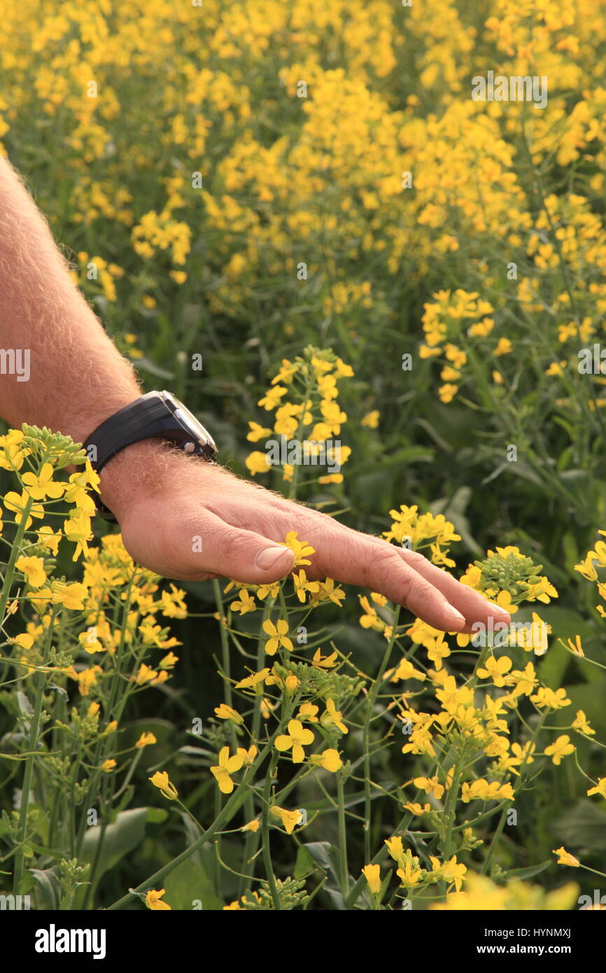 Hand canola hires stock photography and images Alamy