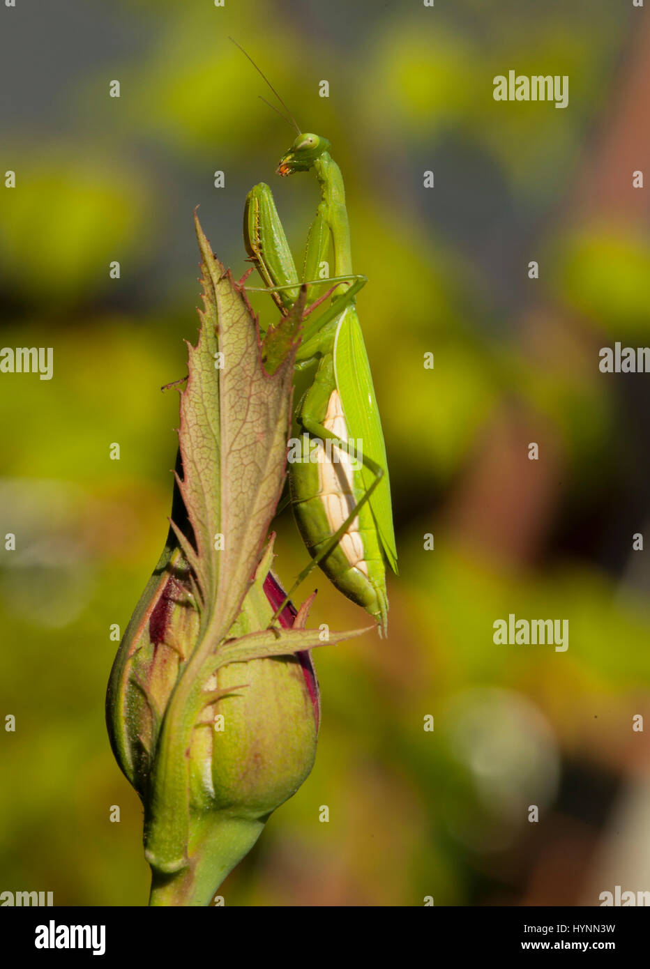 Praying mantis Stock Photo