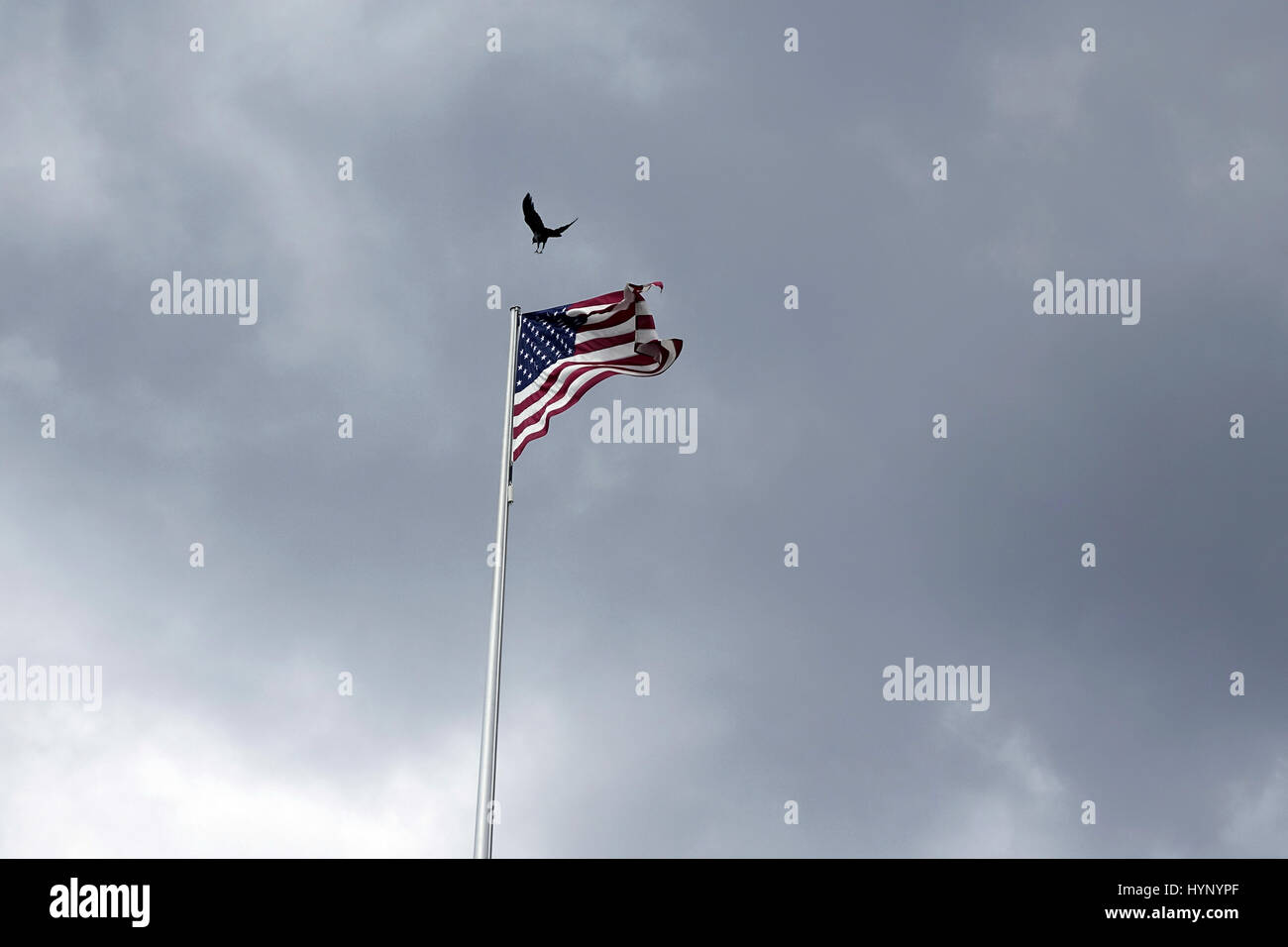 Berlin, Germany. 10th June, 2016. A bird (raven? crow?) flying over a flagpole with the US-American Flag at the US embassy on Behrenstrasse in Berlin-Mitte - raven and American flag, flag, USA, embassy, American, America, bird, crow, land, clouds, dark. Photo: Sascha Steinach - NOT FOR WIRE SERVICE - | usage worldwide/dpa/Alamy Live News Stock Photo