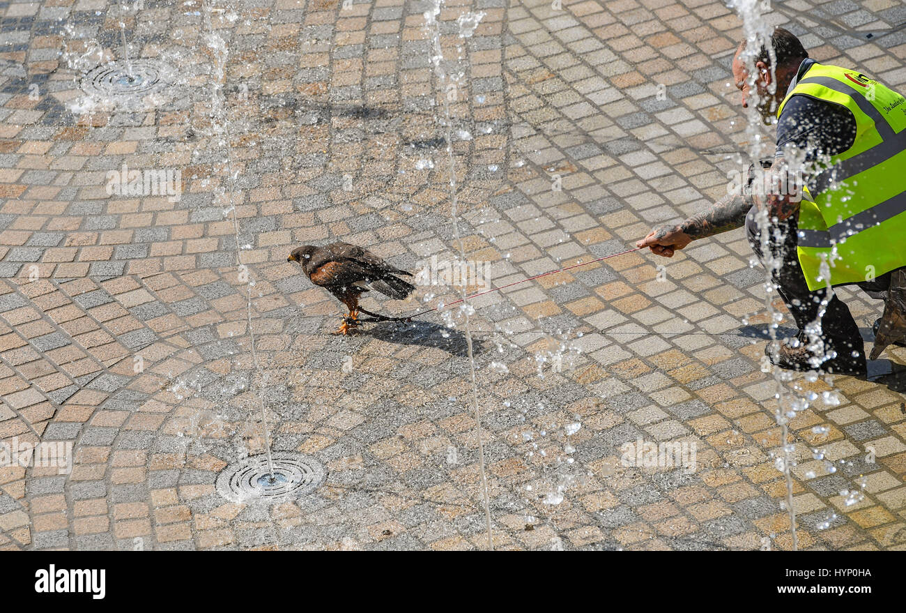 Southampton, UK. Thursday 6th April 2017. Falconary handlers take their birds of prey to cool off in the fountains after a well earned break scaring away the seaguls and pigeons at the Southampton West Quay shopping complex. The two handlers were spending the morning scaring the nuisance birds away and to discourage them from nesting at the site of  the new leisure and food complex Watermark. Credit: PBWPIX/Alamy Live News Stock Photo