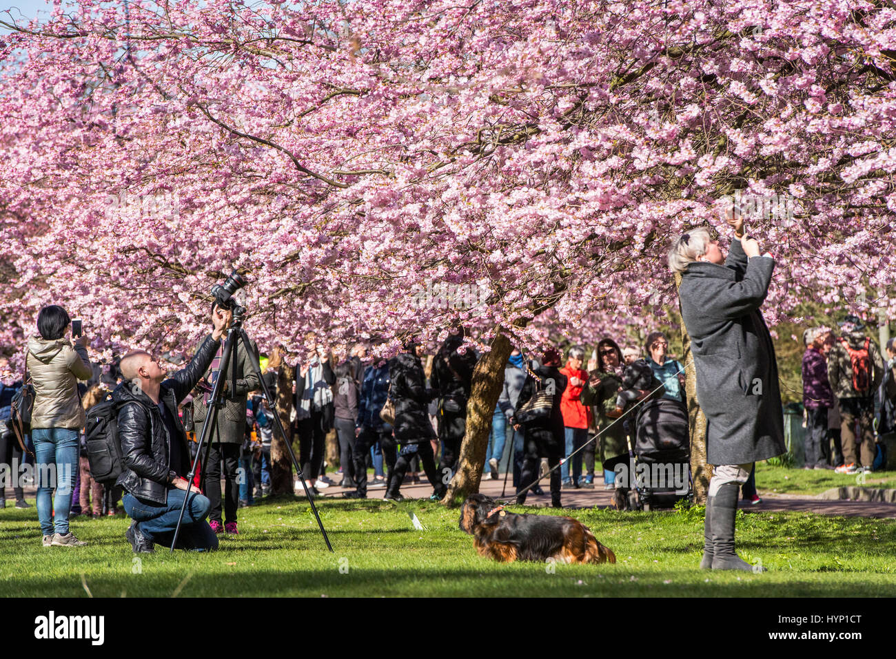 Copenhagen, Denmark. 6th April, 2017.  Spring has well and truly arrived in the Nordvest district of Copenhagen, Denmark. On Thursday morning, hundreds of people flocked to the grounds of Bispebjerg Cemetery to admire and photograph the impressive Cherry Blossom trees that have recently come in to bloom.    Credit: Matthew James Harrison/Alamy Live News Stock Photo