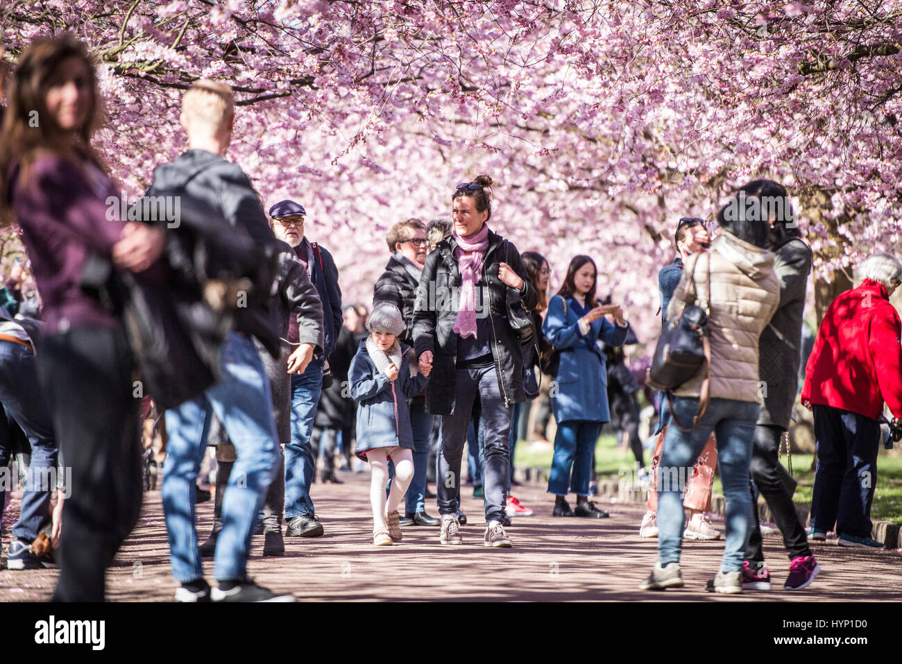 Copenhagen, Denmark. 6th April, 2017.  Spring has well and truly arrived in the Nordvest district of Copenhagen, Denmark. On Thursday morning, hundreds of people flocked to the grounds of Bispebjerg Cemetery to admire and photograph the impressive Cherry Blossom trees that have recently come in to bloom.    Credit: Matthew James Harrison/Alamy Live News Stock Photo