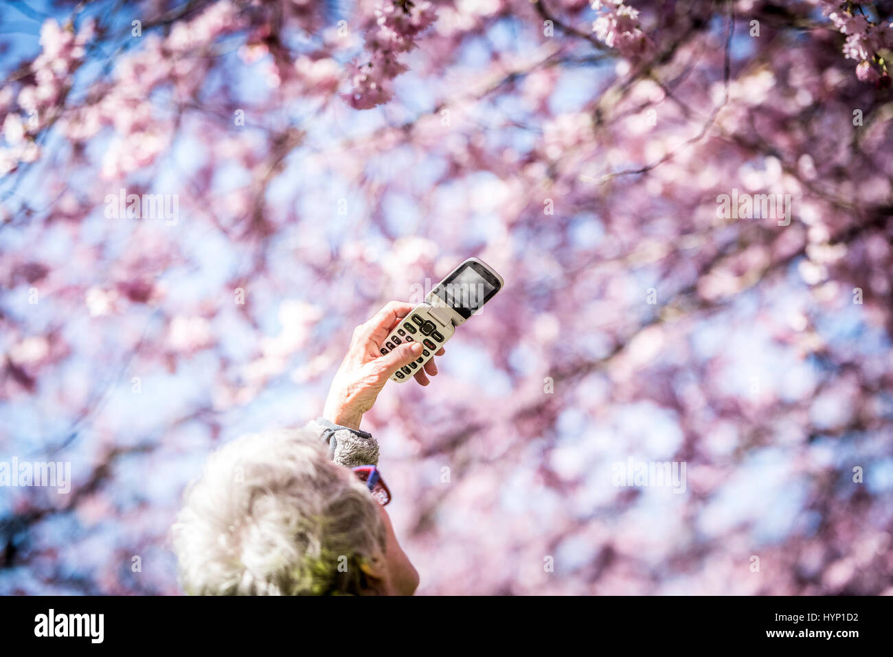 Copenhagen, Denmark. 6th April, 2017.  Spring has well and truly arrived in the Nordvest district of Copenhagen, Denmark. On Thursday morning, hundreds of people flocked to the grounds of Bispebjerg Cemetery to admire and photograph the impressive Cherry Blossom trees that have recently come in to bloom.    Credit: Matthew James Harrison/Alamy Live News Stock Photo