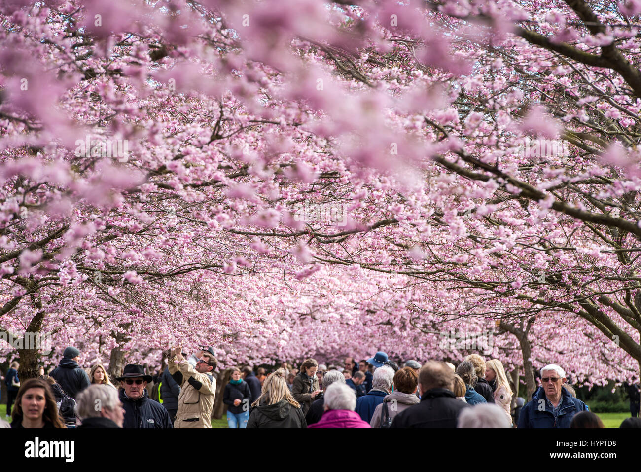 Copenhagen, Denmark. 6th April, 2017.  Spring has well and truly arrived in the Nordvest district of Copenhagen, Denmark. On Thursday morning, hundreds of people flocked to the grounds of Bispebjerg Cemetery to admire and photograph the impressive Cherry Blossom trees that have recently come in to bloom.    Credit: Matthew James Harrison/Alamy Live News Stock Photo