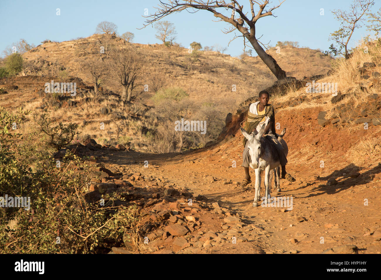 Kauda, Sudan. 12th Feb, 2017. dpatop - A boy rides a donkey near Kauda, Sudan, 12 February 2017. The Nuba mountains are controlled by the national liberation army Sudan People's Liberation Army-North (SPLA-N) and its political arm, the Sudan People's Liberation Movement-North (SPLM-N). Photo: Laura Wagenknecht/dpa/Alamy Live News Stock Photo