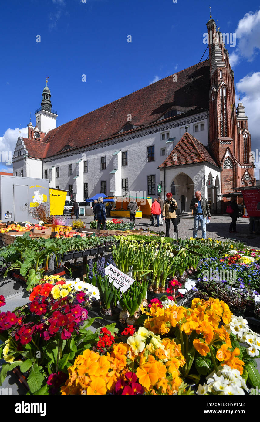 German Spring Market An array of spring flowers on display in the so-called 'Green Market ...