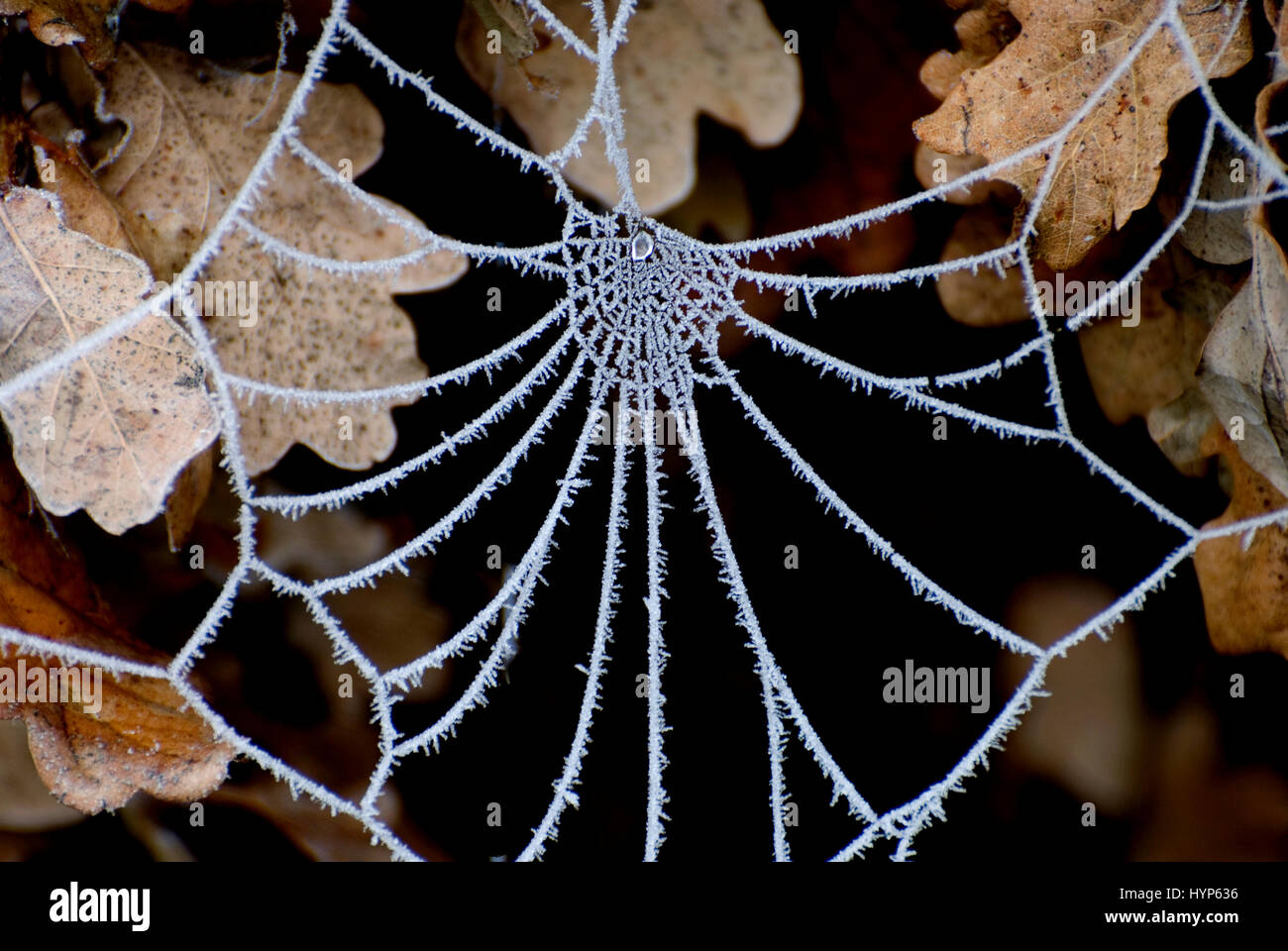 Frozen spider web on Oak tree Stock Photo
