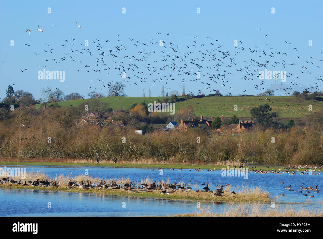 Flying birds in wetland Stock Photo