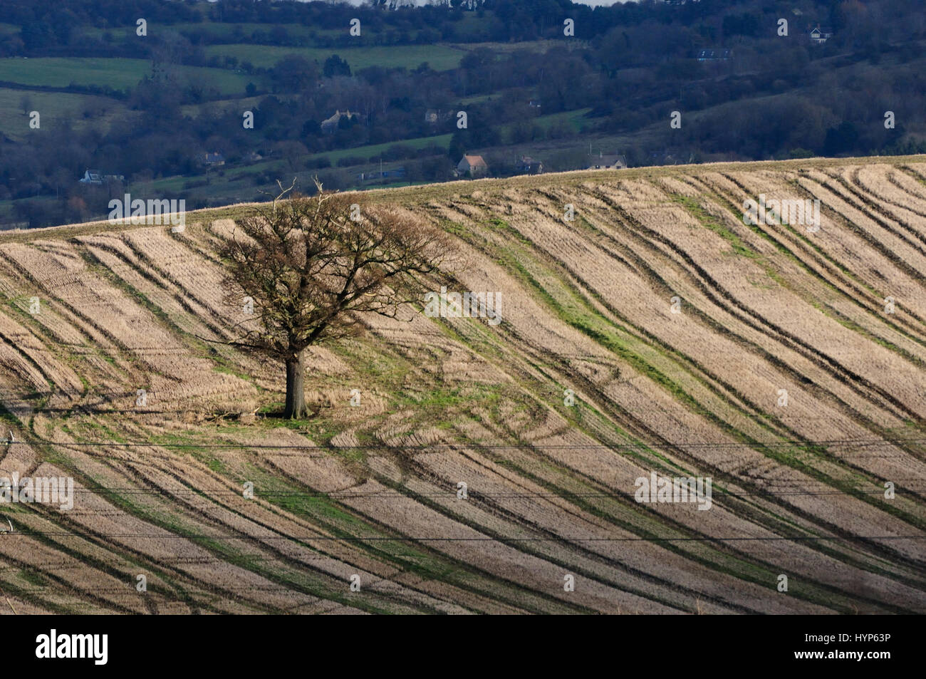 Lonely tree on arable land Stock Photo