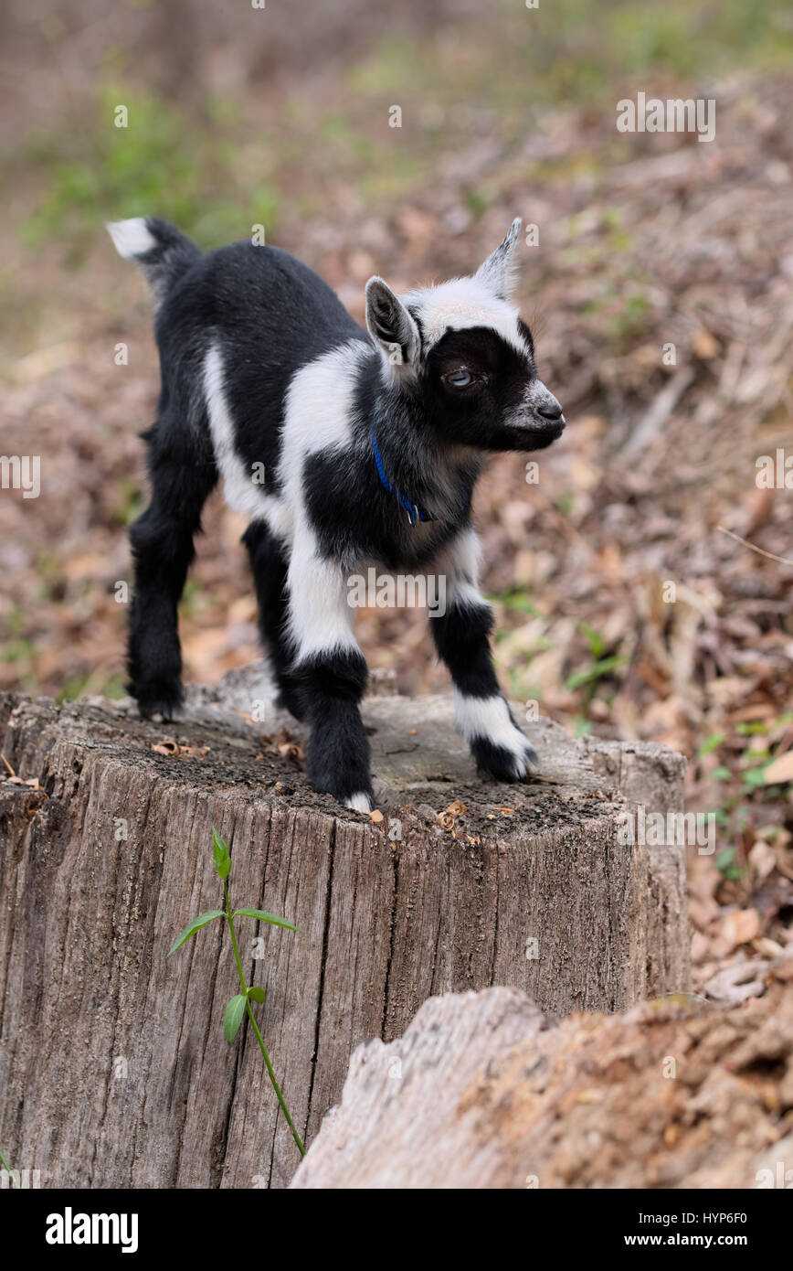 One Week Old Baby Nigerian Dwarf Goat Playing Outside On Tree Stump Stock Photo Alamy