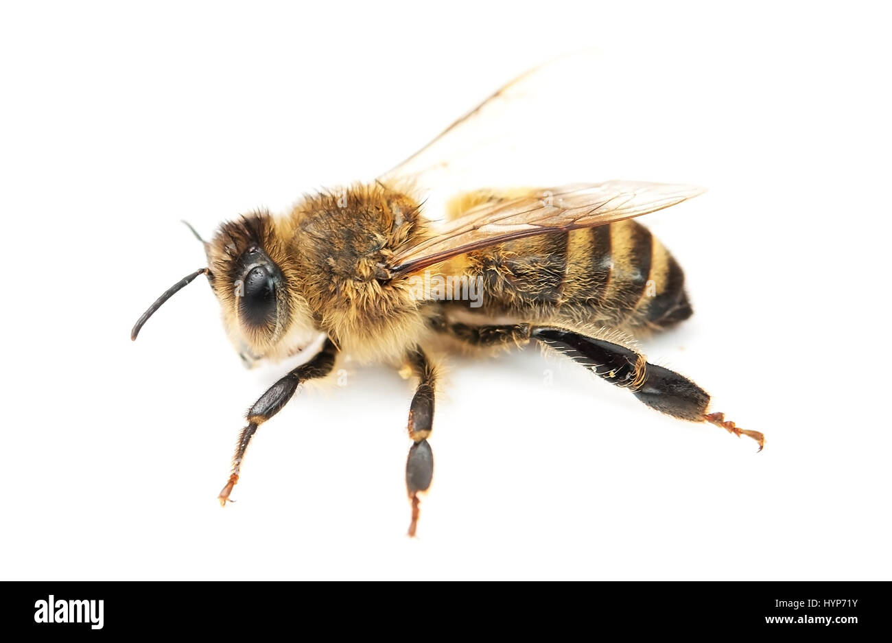 bee isolated on white background Stock Photo