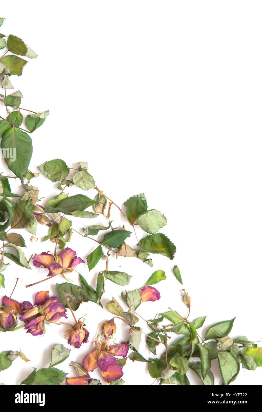 flowers composition. Frame made of dried rose flowers Stock Photo Alamy