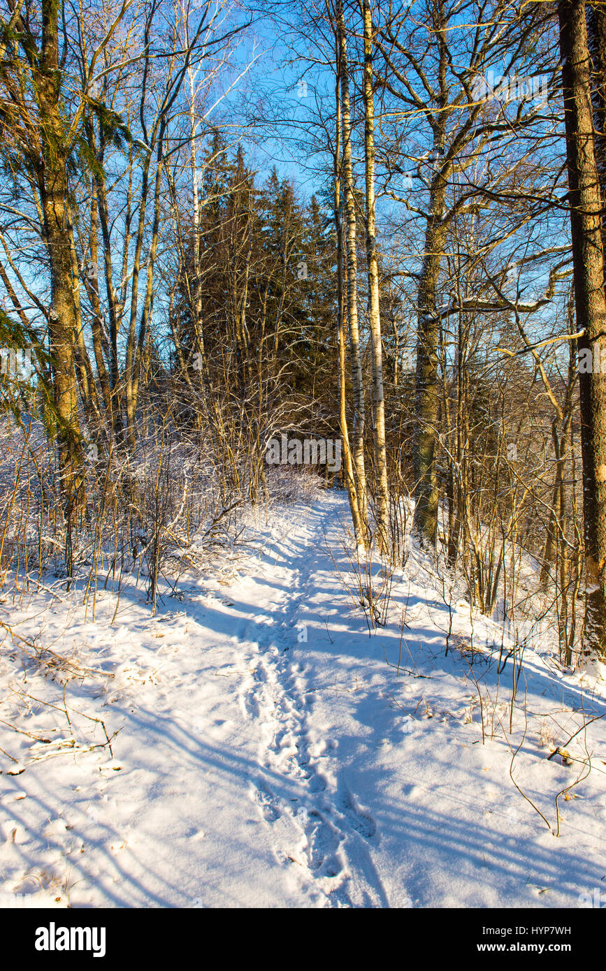snowy winter landscape with snow covered trees and blue sky Stock Photo ...