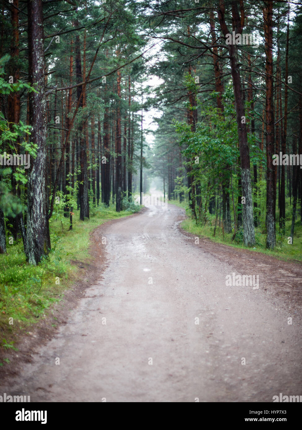 trees in beautiful forest in autumn in colorful morning Stock Photo - Alamy