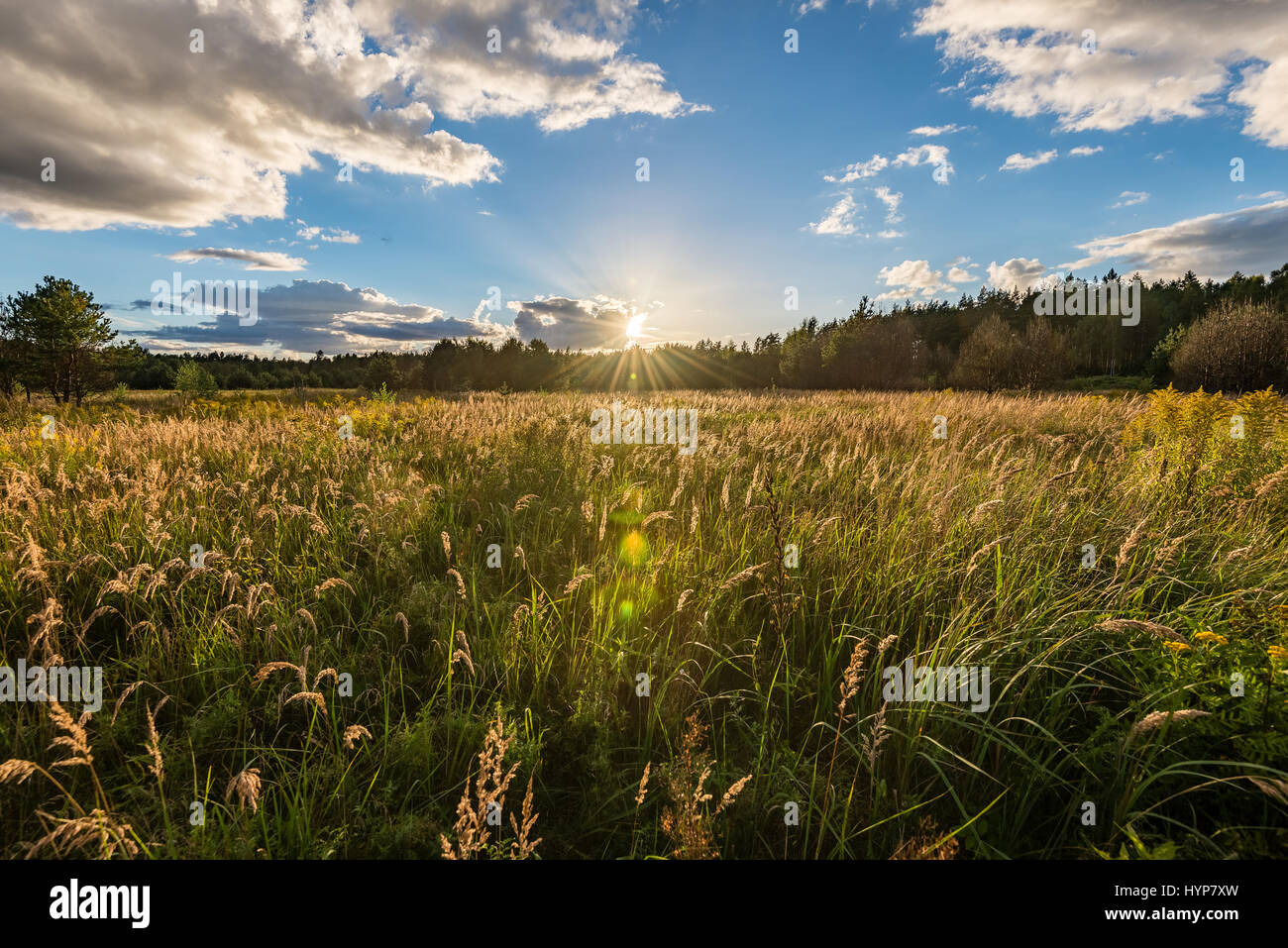 sunny meadow with flowers and green grass in summer at sunrise Stock ...