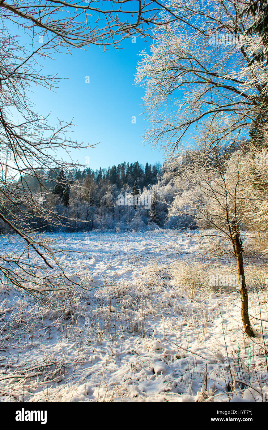 snowy winter landscape with snow covered trees and blue sky Stock Photo ...