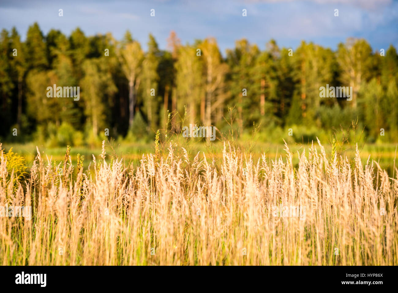 sunny meadow with flowers and green grass in summer at countryside ...