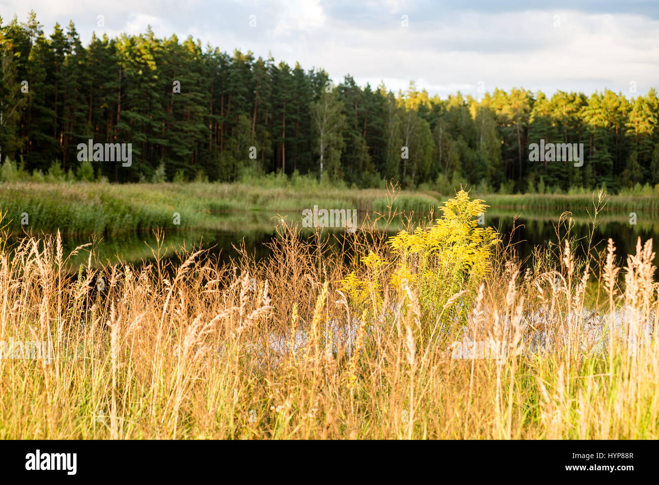 sunny meadow with flowers and green grass in summer at countryside ...