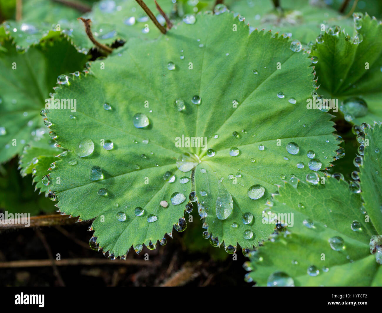 Water drops on a leaf of the Alchemilla mollis (Lady's Mantle) in spring Stock Photo