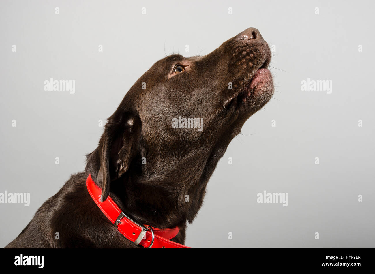 Chocolate Labrador Retriever - 3 years old - male Stock Photo - Alamy