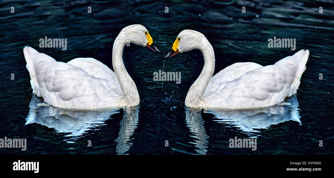 Two white swan in lake Stock Photo