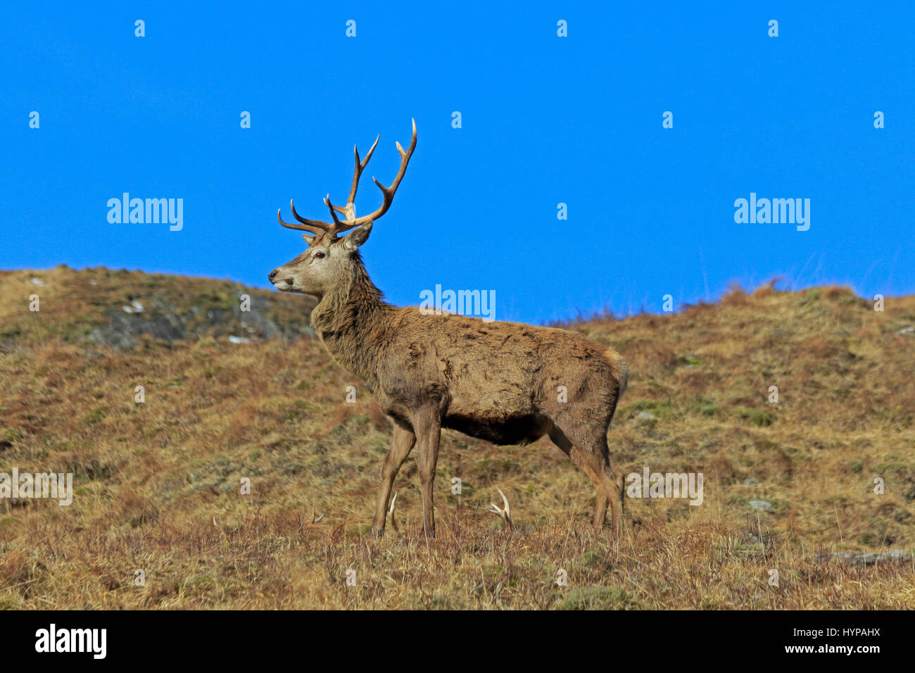 Red Deer Stag in Glen Garry Scotland Stock Photo