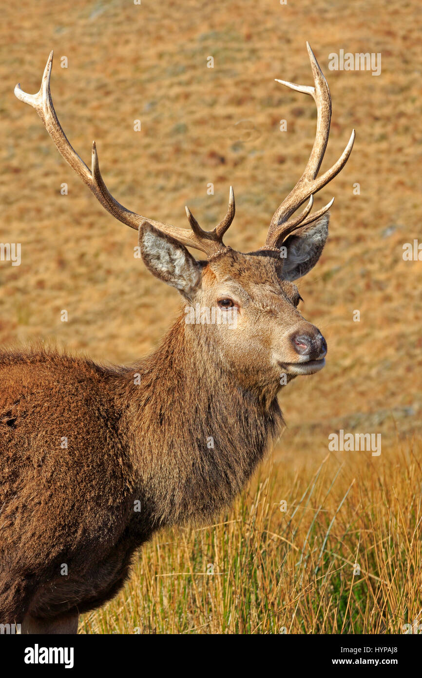 Red Deer Stag in Glen Garry Scotland Stock Photo