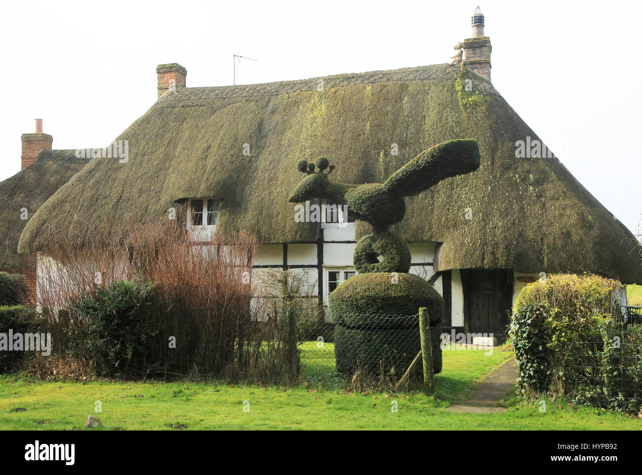 Topiary hedging thatched country cottage, Cadley, near Marlborough, Wiltshire, England, UK Stock Photo