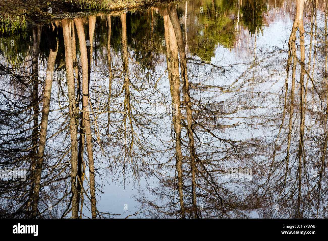 abstract reflections of beautiful trees in the lake water at summer ...