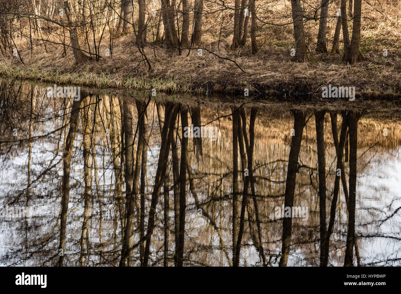 abstract reflections of beautiful trees in the lake water at summer ...