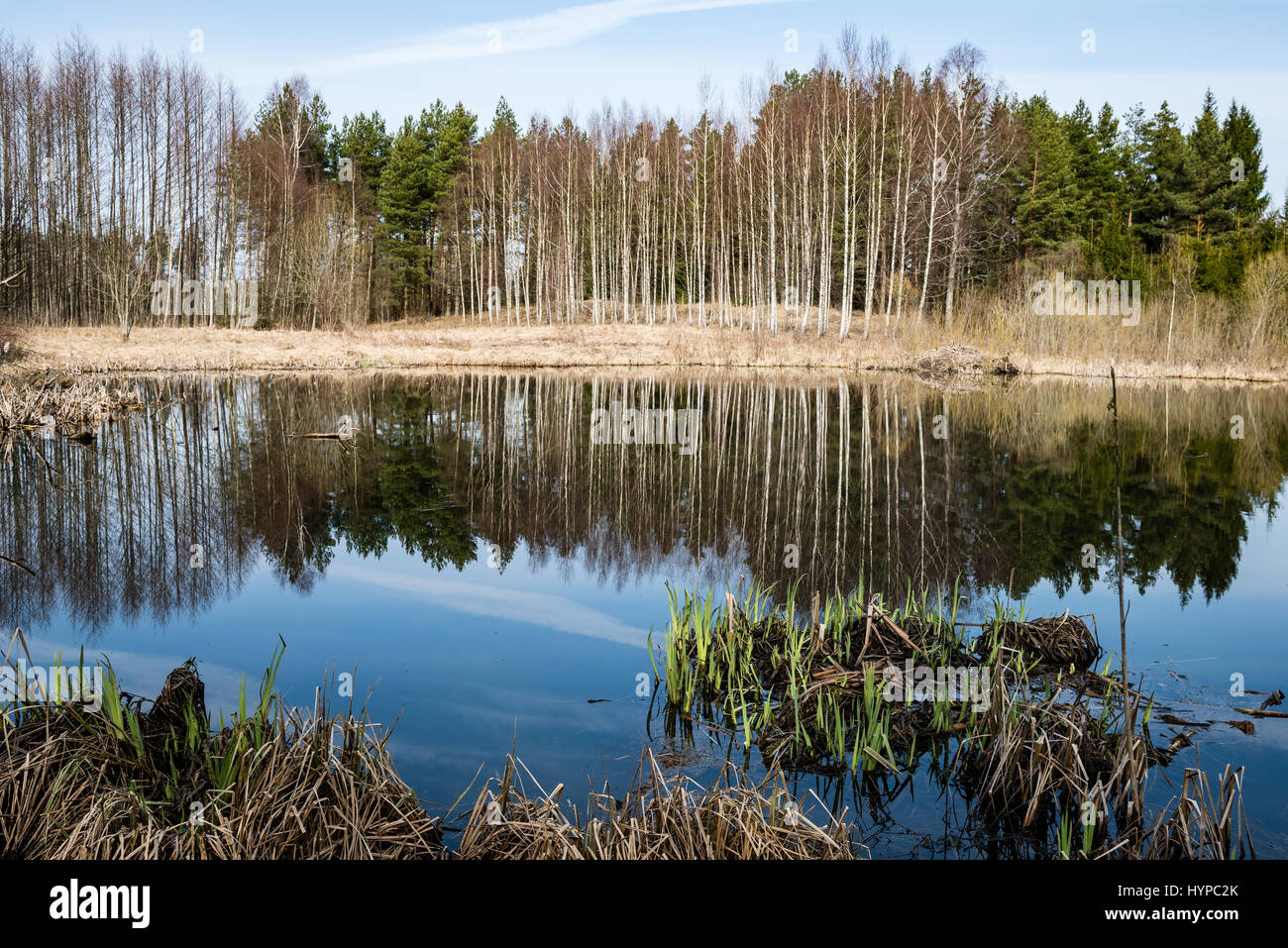 abstract reflections of beautiful trees in the lake water at summer ...