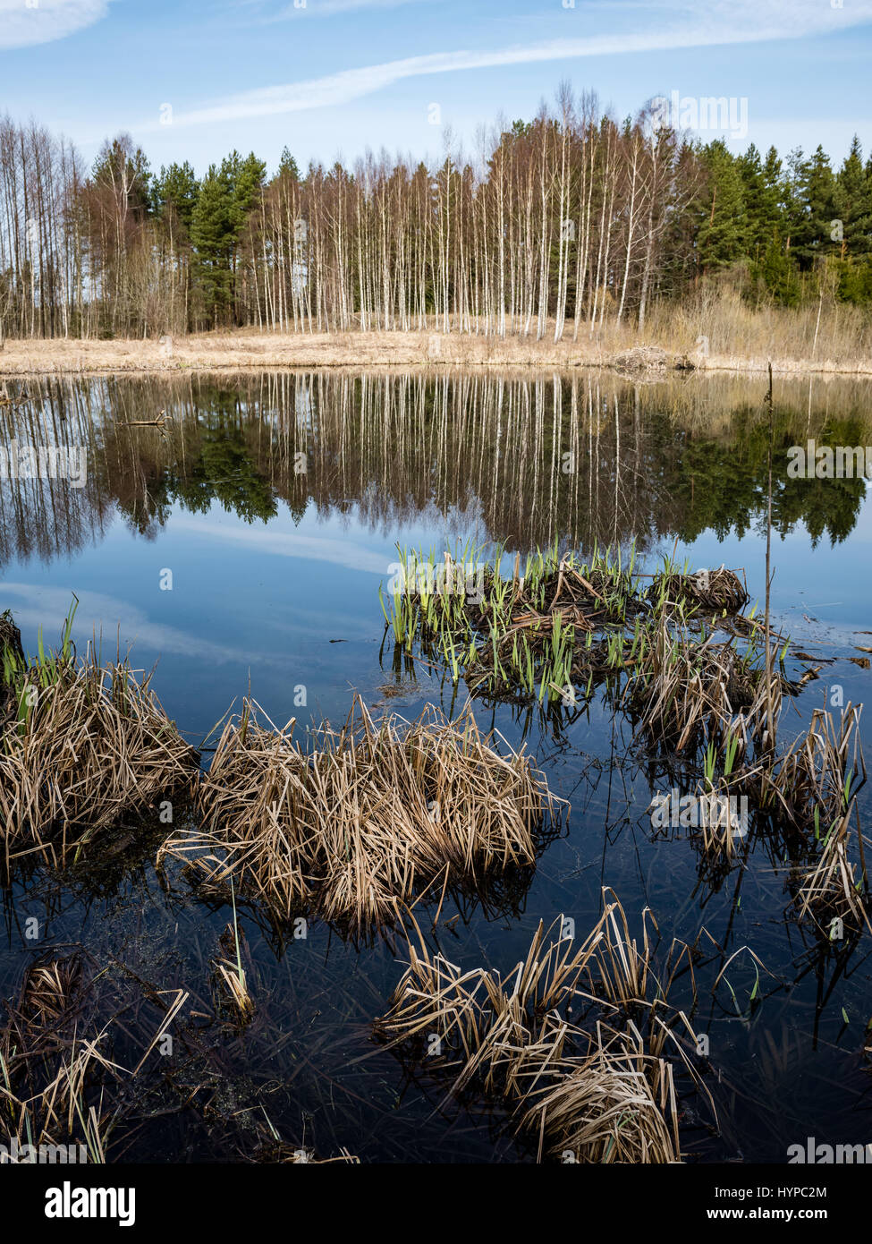 abstract reflections of beautiful trees in the lake water at summer ...