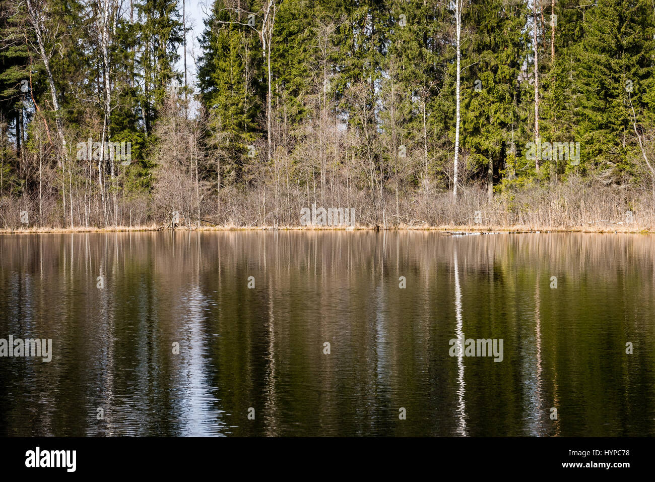 abstract reflections of beautiful trees in the lake water at summer ...