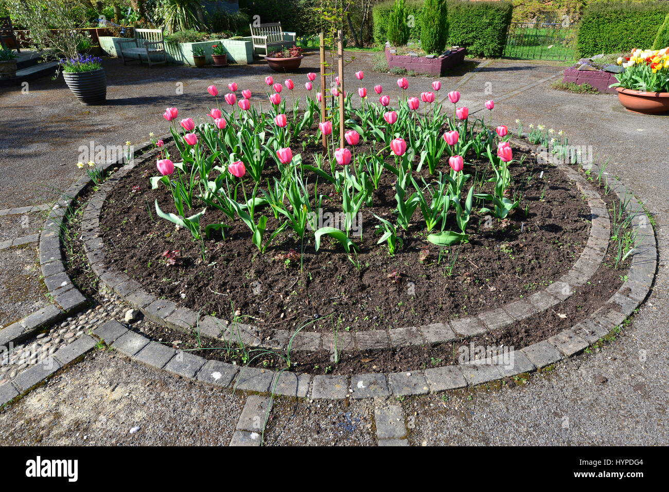 A flower bed full of Tulips Stock Photo - Alamy