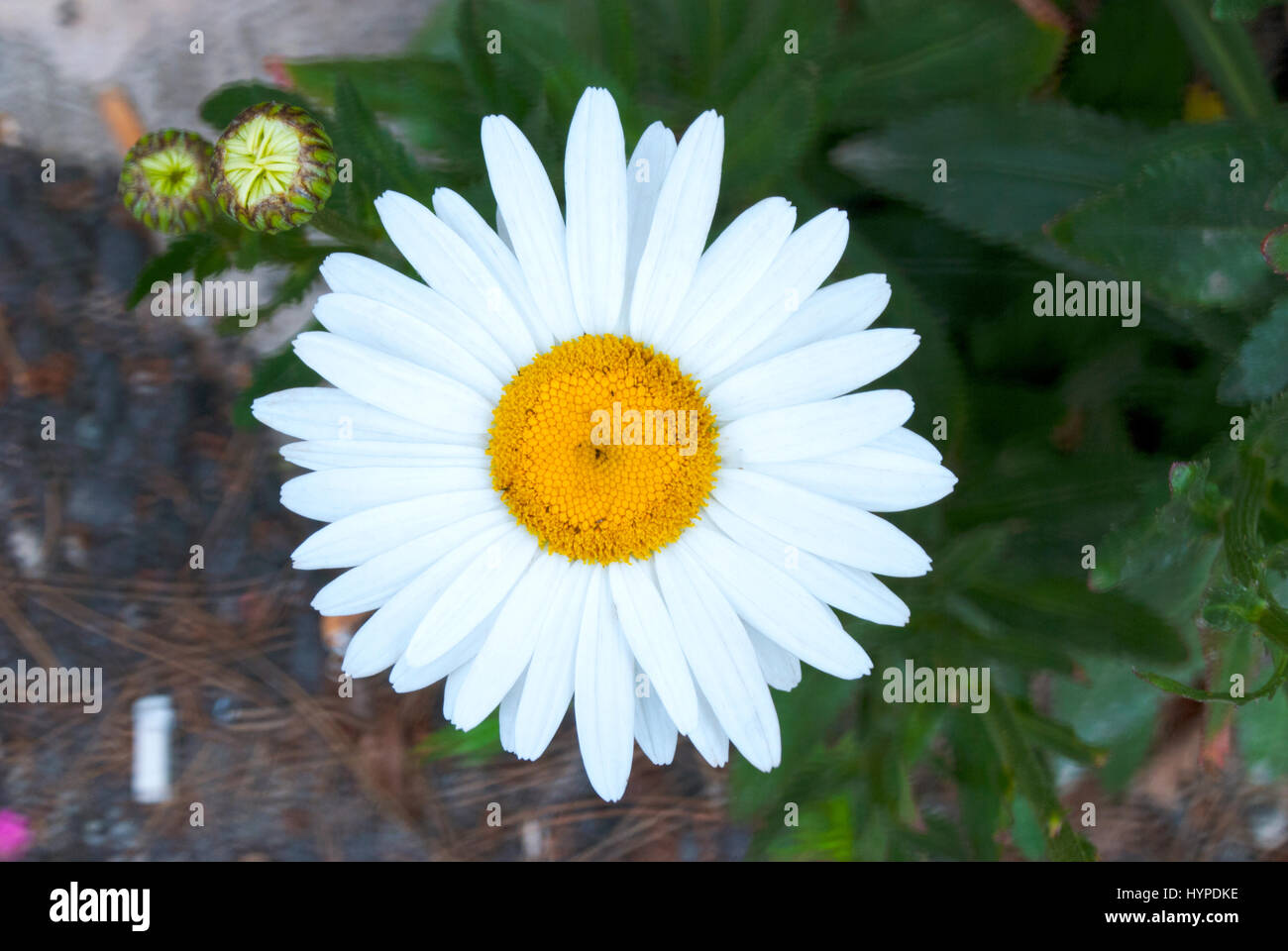 Beautiful daisy flower. Stock Photo