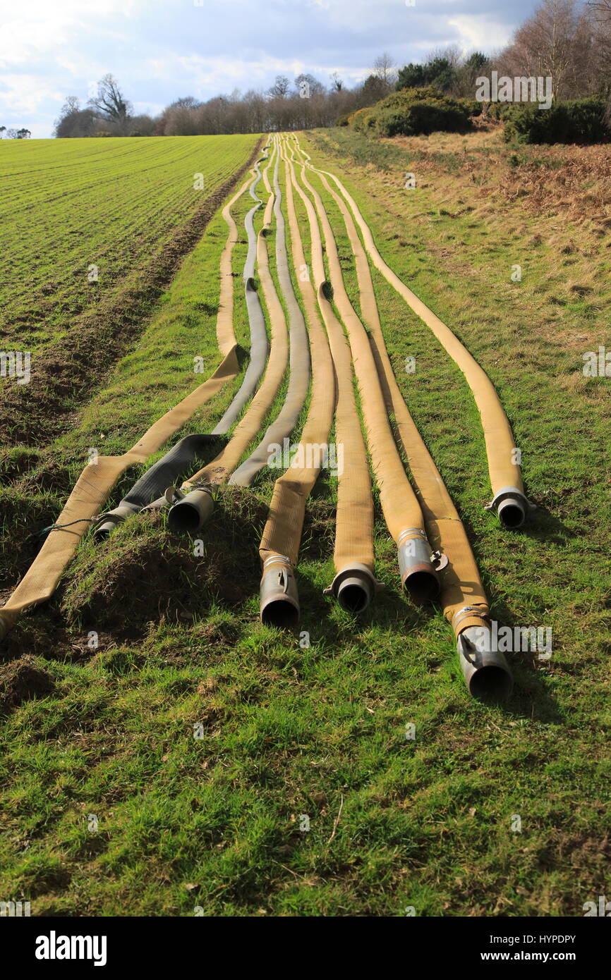 Long lines of irrigation hose pipes laid out on the ground, Shottisham