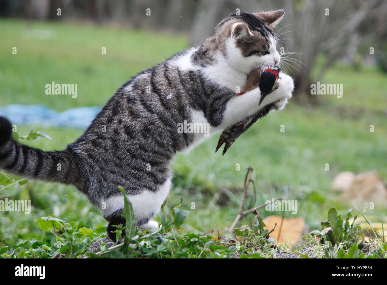France,Young tabby-cat hunting and killing a great spotted woodpecker Stock Photo