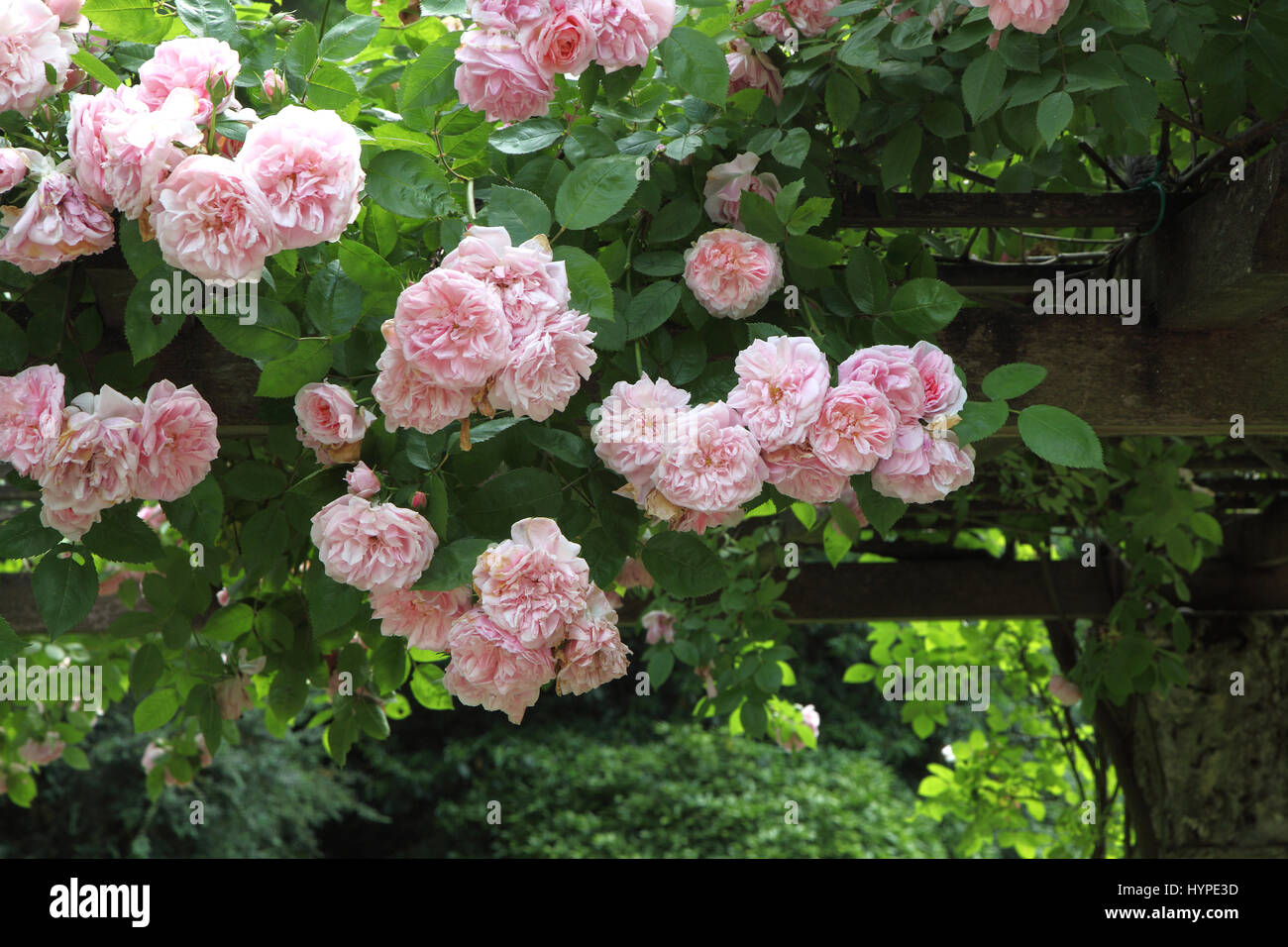 France,Rosebush on an arbour Stock Photo Alamy