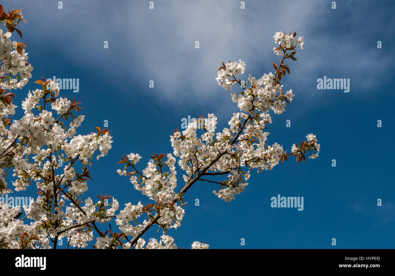 Detail of Spring Japanese cherry tree, prunus serrulata, against blue sky with wispy clouds, Scotland, UK Stock Photo