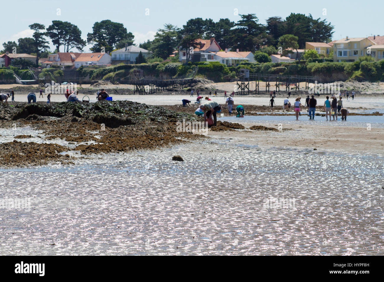 France, North-Western France, La Plaine-sur-Mer, Port Giraud, gathering seafood by hand Stock Photo