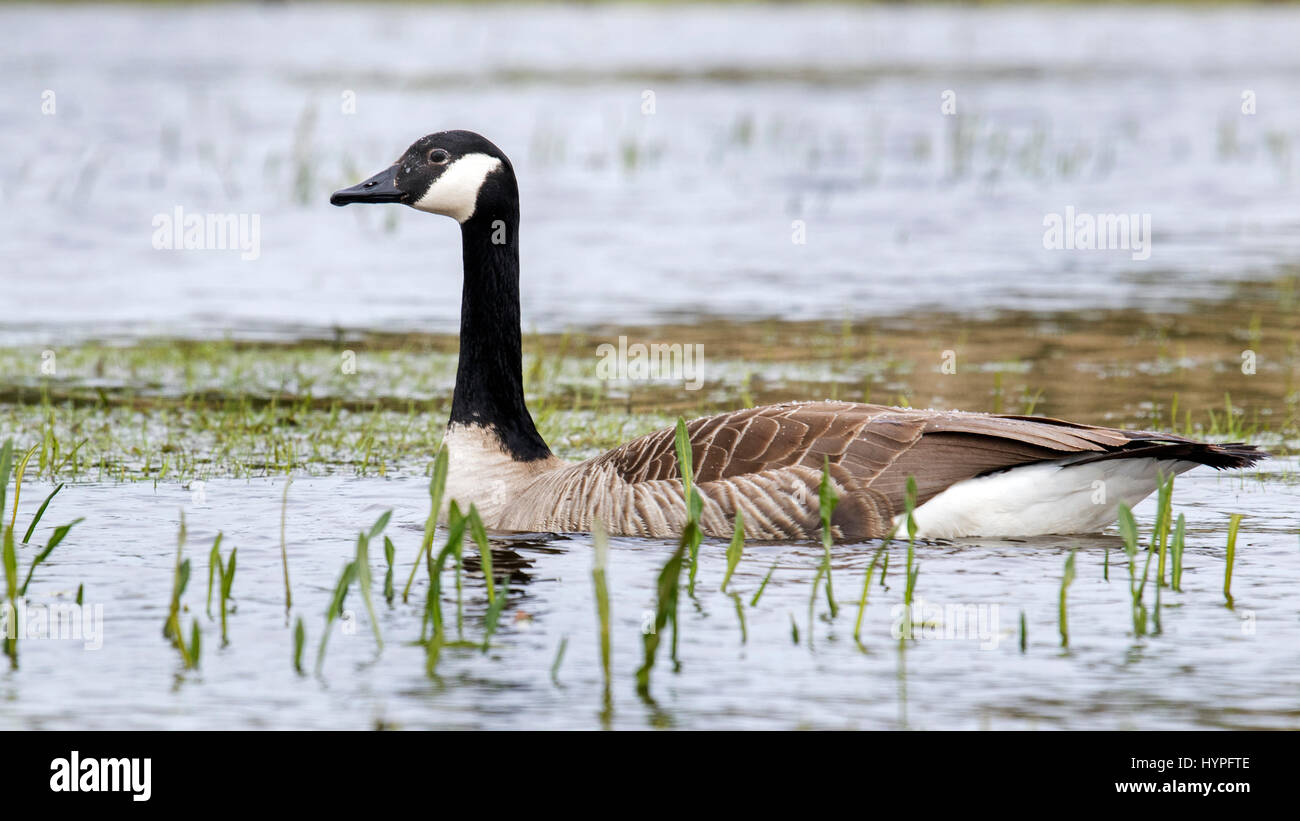 Canada goose (Branta canadensis) swimming in pond Stock Photo