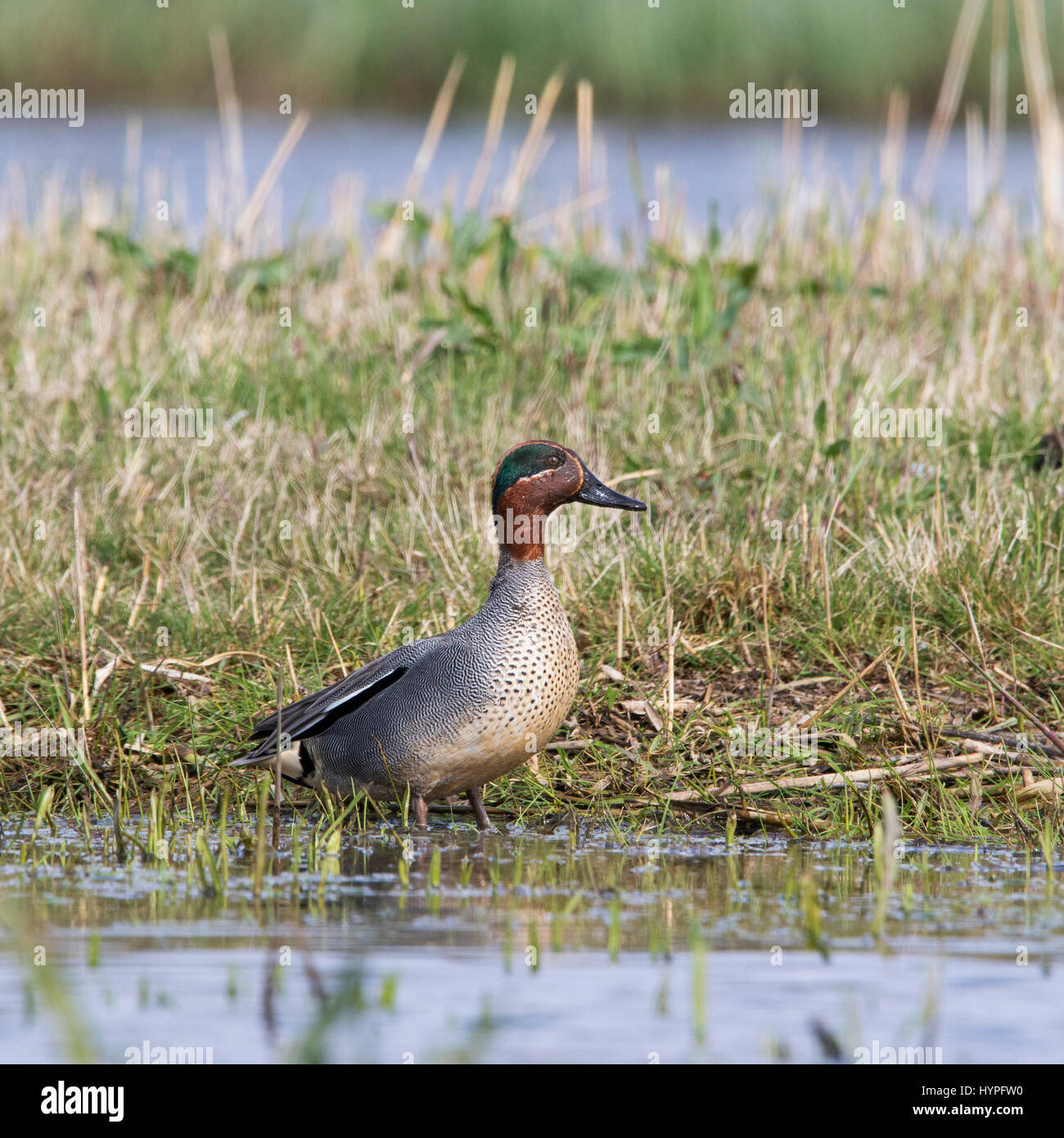 Eurasian teal / common teal (Anas crecca) male in breeding plumage in spring Stock Photo