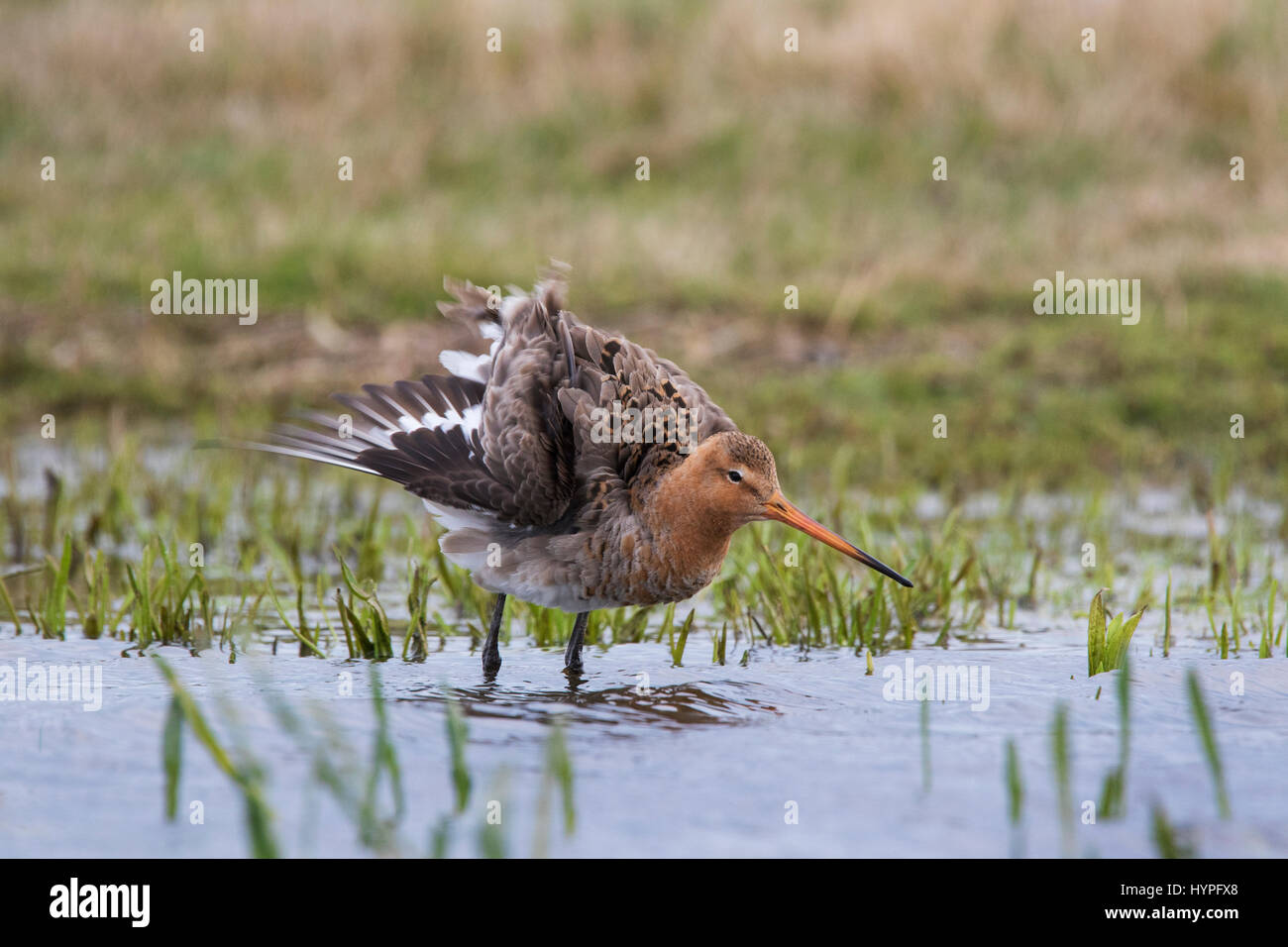 Black-tailed godwit (Limosa limosa) male shaking its wings in wetland in spring Stock Photo